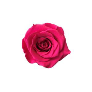 eternal rose 4-5cm