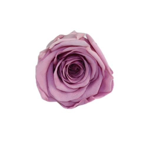 eternal rose 4-5cm