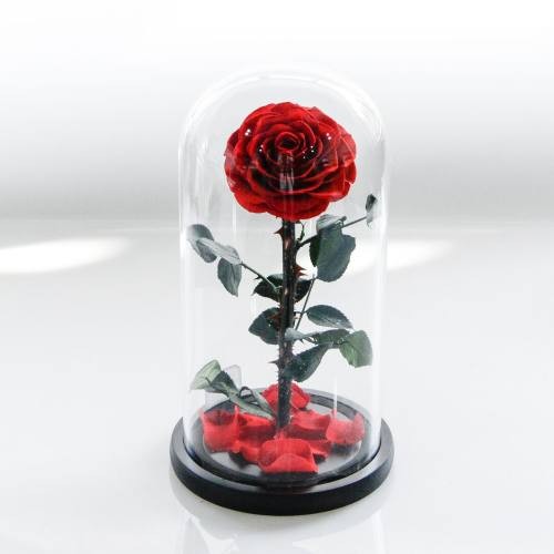 everlasting rose in glass dome