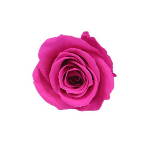 luxury eternity rose 2-3cm