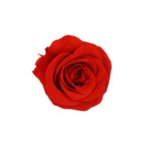 preserved rose bud 5-6cm