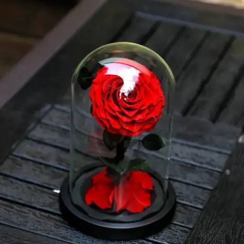 preserved rose in glass dome